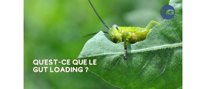 Le Gut-Loading : bien nourrir ses insectes pour bien nourrir son reptile